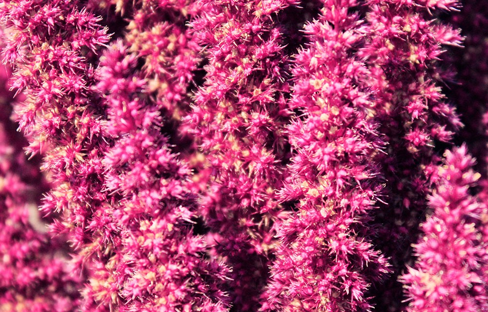 MS INTEGRITY&STRENGTH IMG xpx landing attivi