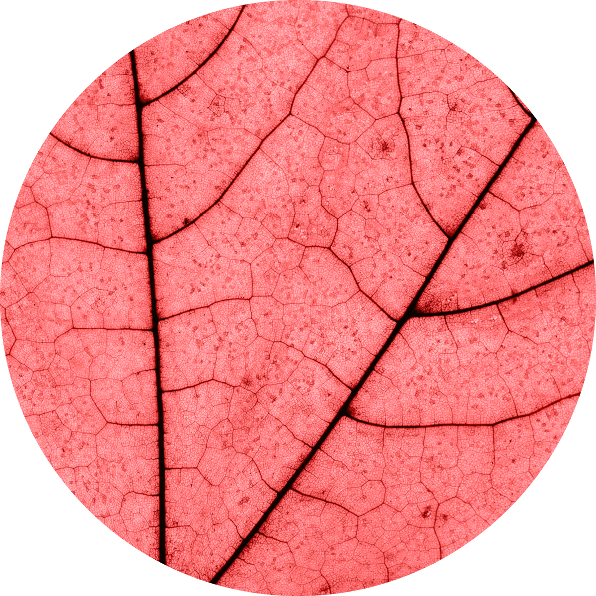 IMG x landing attivi