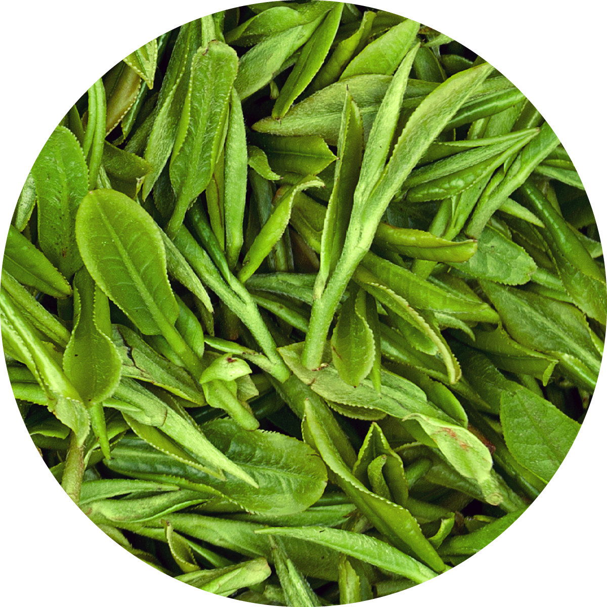 IMG x landing attivi