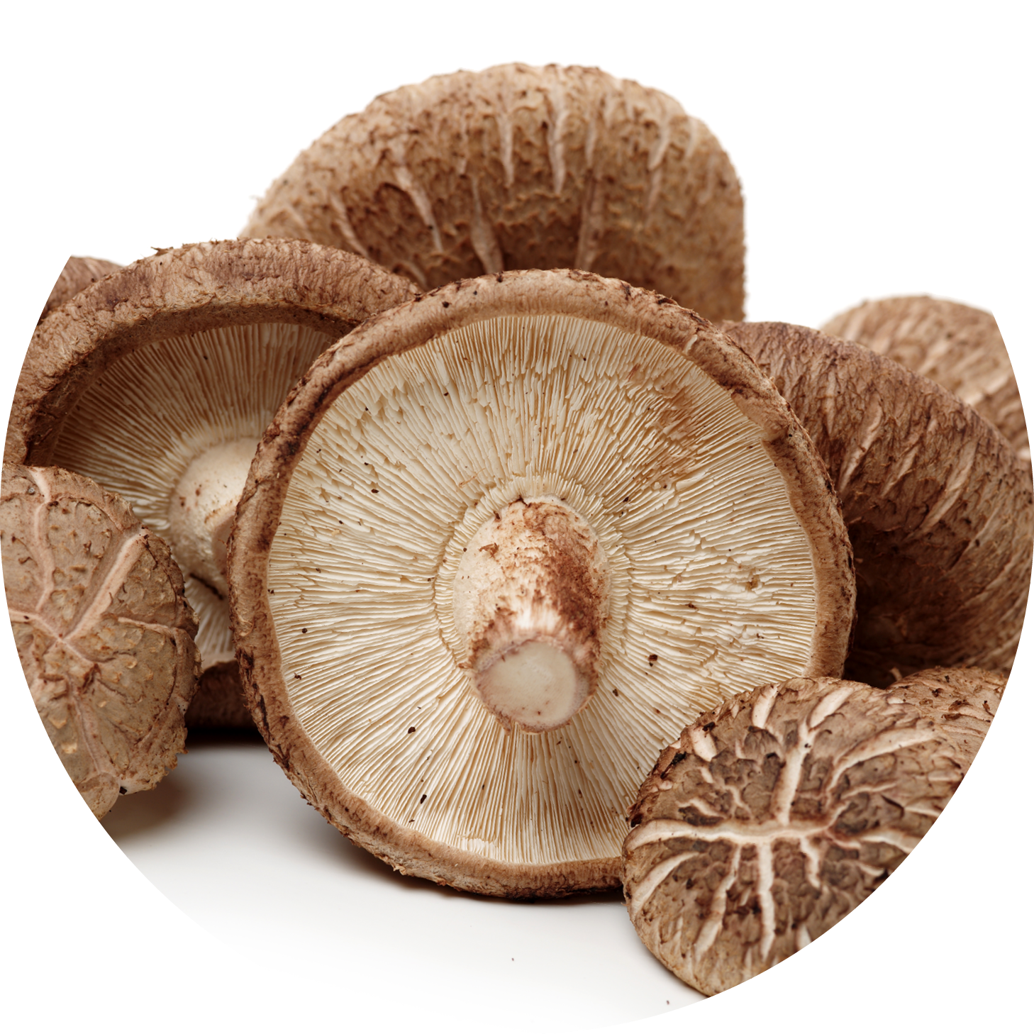 IMG x landing attivi ()